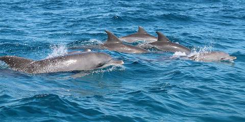 Safari to Shores - Zanzibar and Beyond