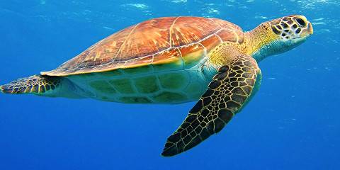 10-Day Wildlife Adventures & Mafia Marine Island Park