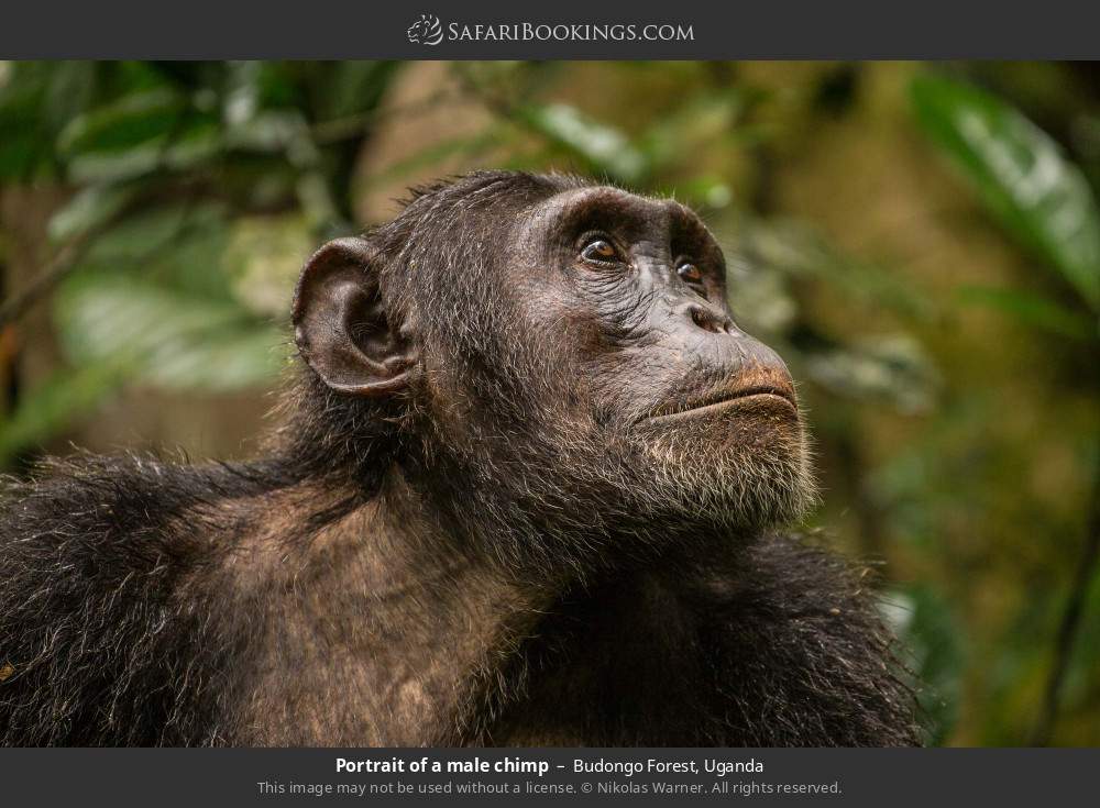 Portrait of a male chimp in Budongo Forest, Uganda