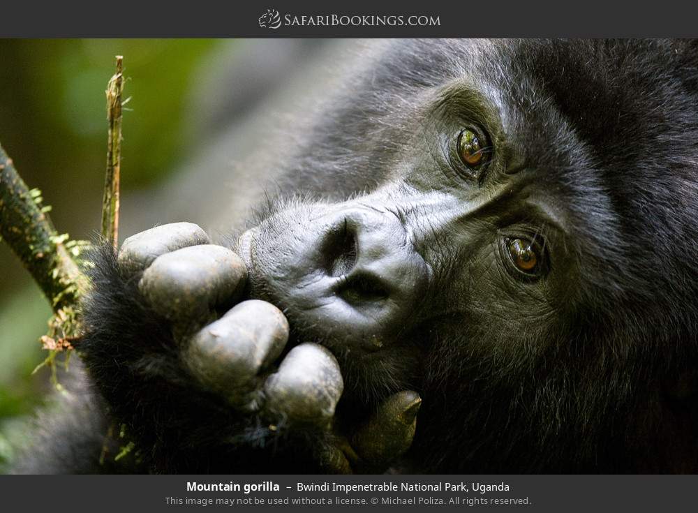 Mountain gorilla in Bwindi Impenetrable National Park, Uganda