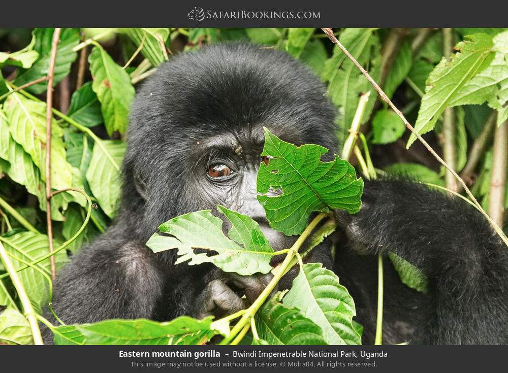 Mountain gorilla in Bwindi Impenetrable National Park, Uganda