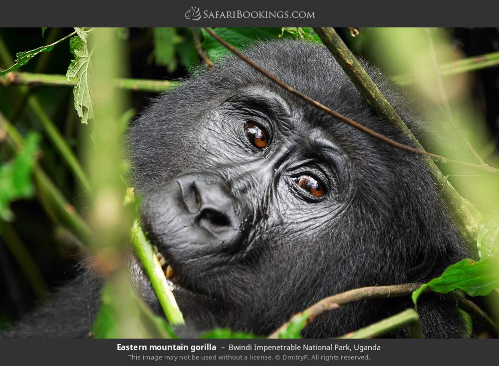 Mountain gorilla in Bwindi Impenetrable National Park, Uganda
