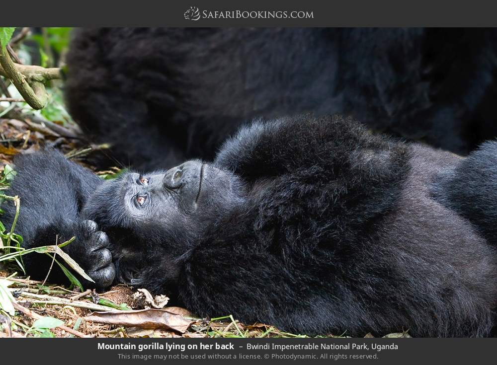 Mountain gorilla lying on her back in Bwindi Impenetrable National Park, Uganda