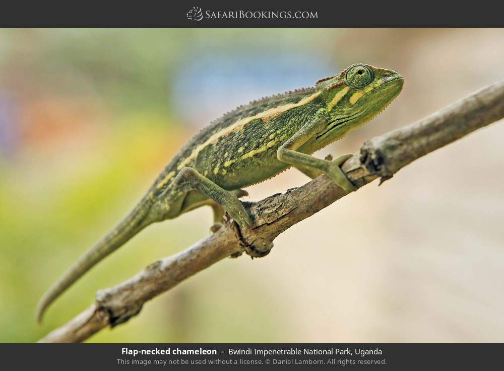 Flap-necked chameleon in Bwindi Impenetrable National Park, Uganda