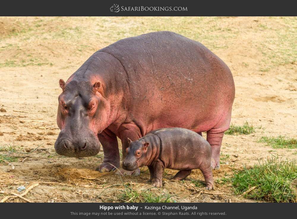 Hippo with baby in Kazinga Channel, Uganda