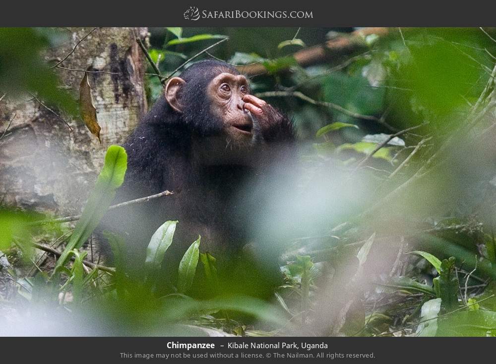 Chimpanzee in Kibale National Park, Uganda