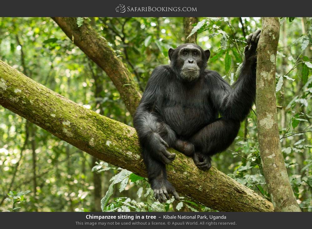 Chimpanzee sitting in a tree in Kibale National Park, Uganda