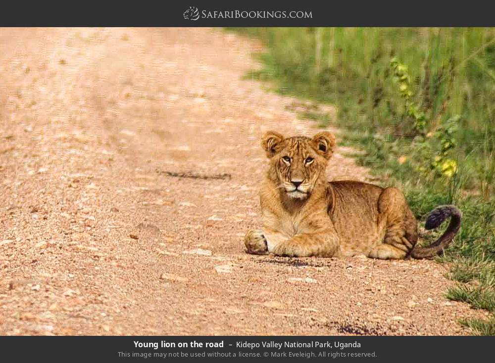 Young lion on the road in Kidepo Valley National Park, Uganda