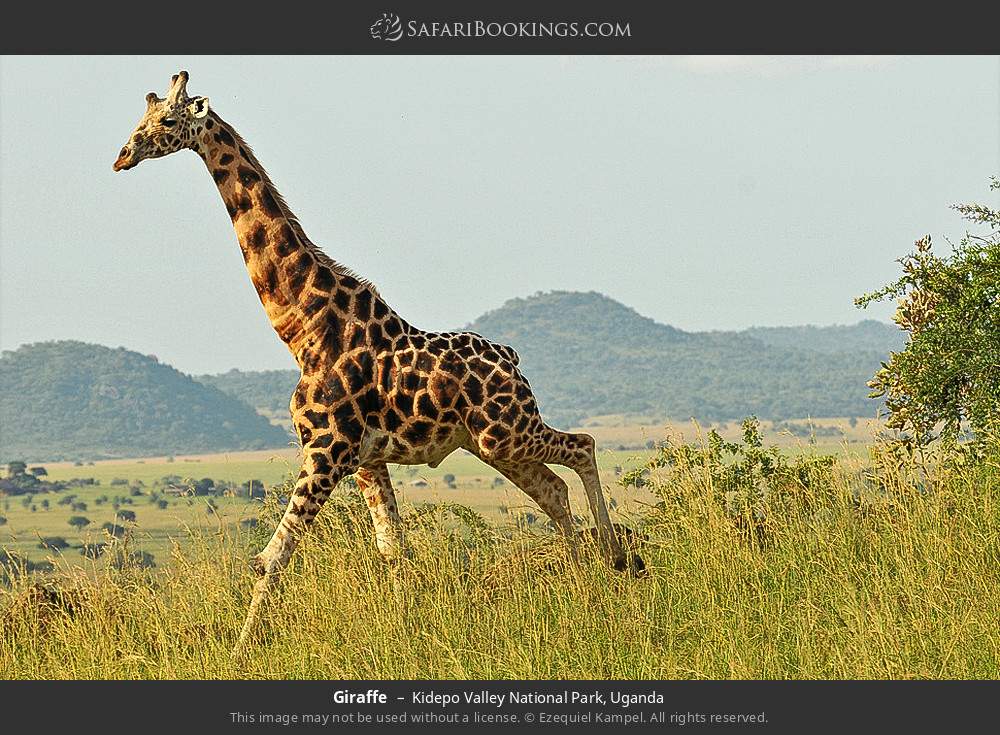 Giraffe in Kidepo Valley National Park, Uganda