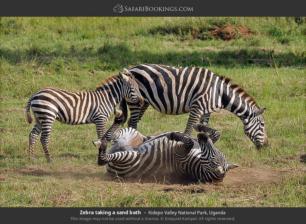 Zebra taking a sand bath in Kidepo Valley National Park, Uganda