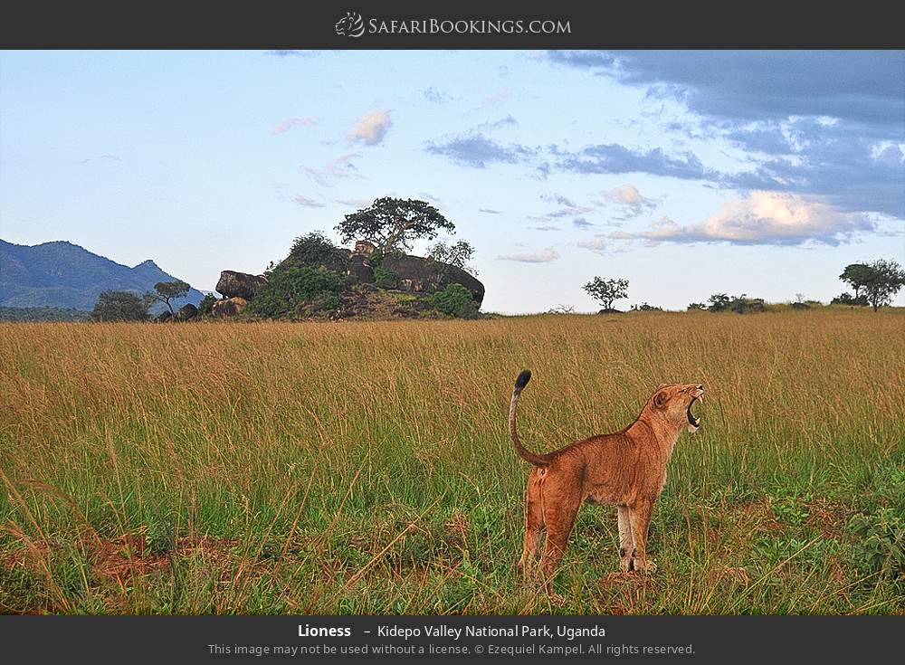 Lioness in Kidepo Valley National Park, Uganda