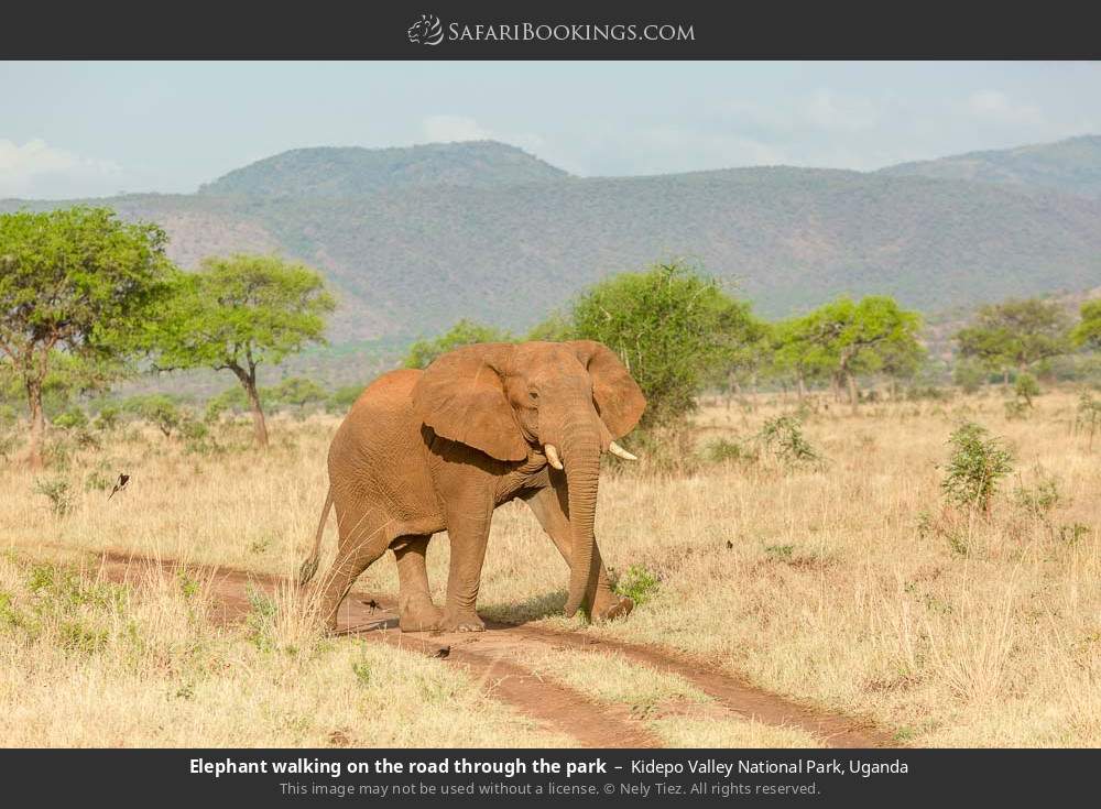 Elephant on the road through Kidepo Valley NP in Kidepo Valley National Park, Uganda