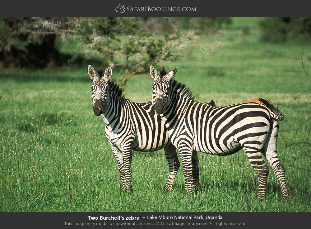 Plains zebras in Lake Mburo National Park, Uganda