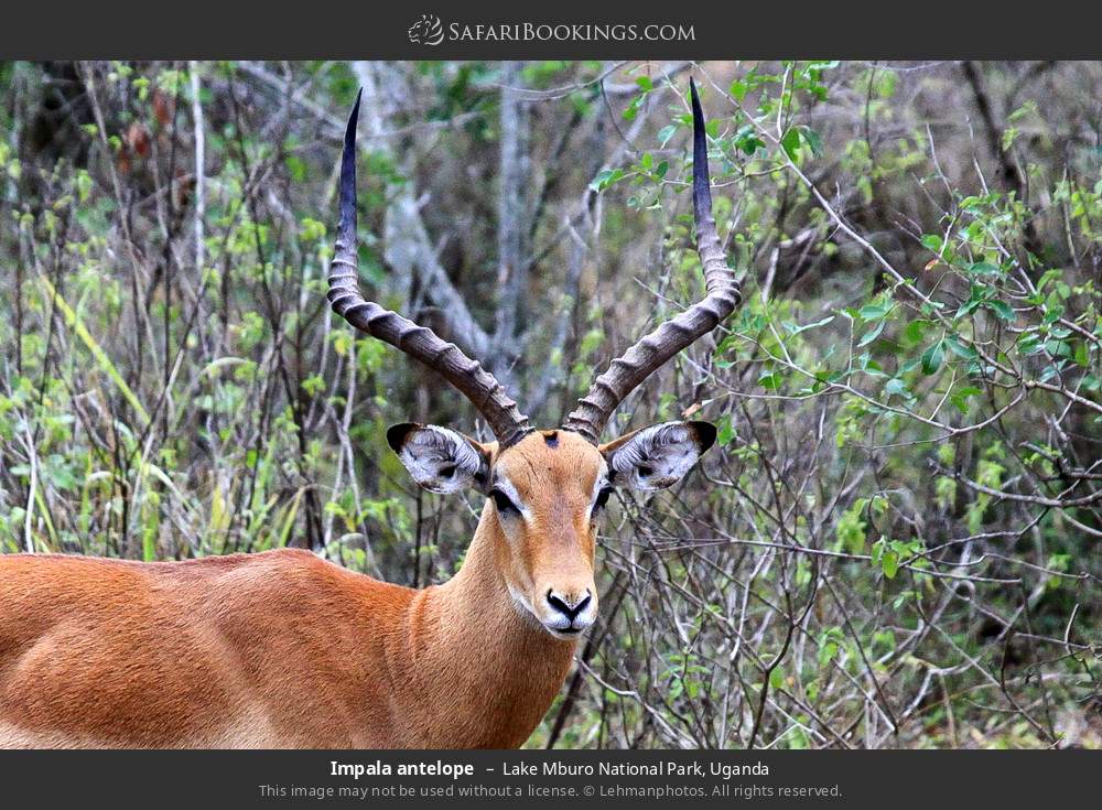 Impala in Lake Mburo National Park, Uganda