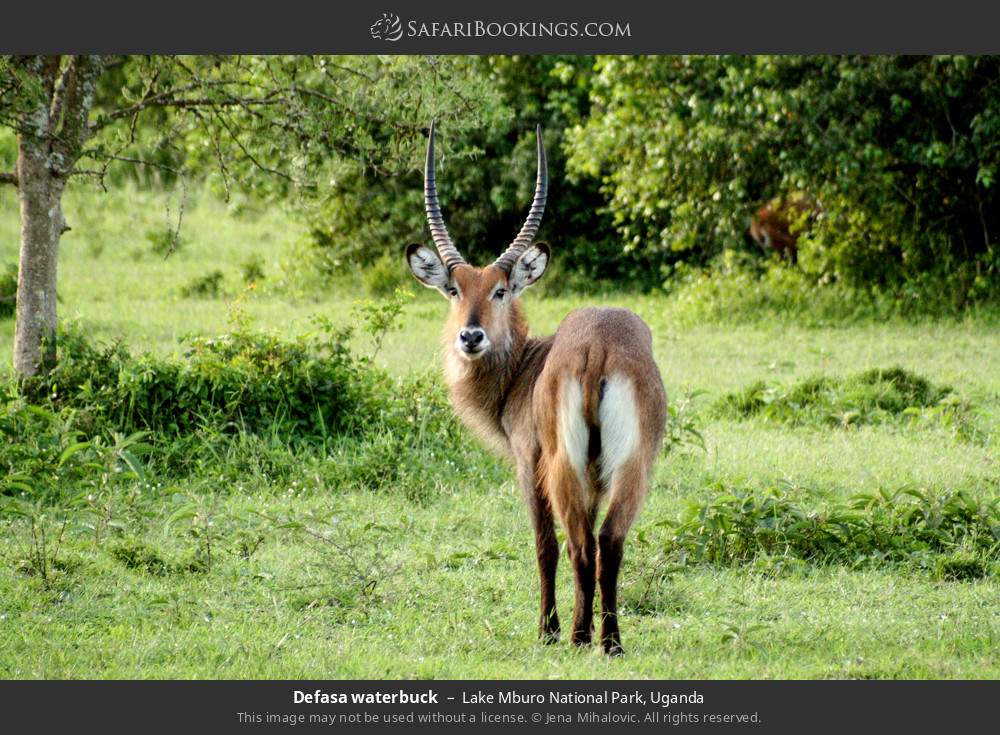 Defassa waterbuck in Lake Mburo National Park, Uganda