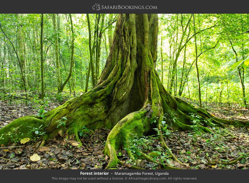Interior of Maramagambo Forest in Maramagambo Forest, Uganda