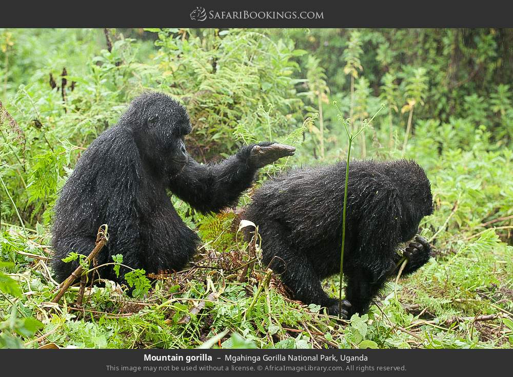 Mountain gorillas in Mgahinga Gorilla National Park, Uganda