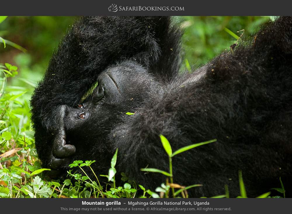 Mountain gorilla in Mgahinga Gorilla National Park, Uganda