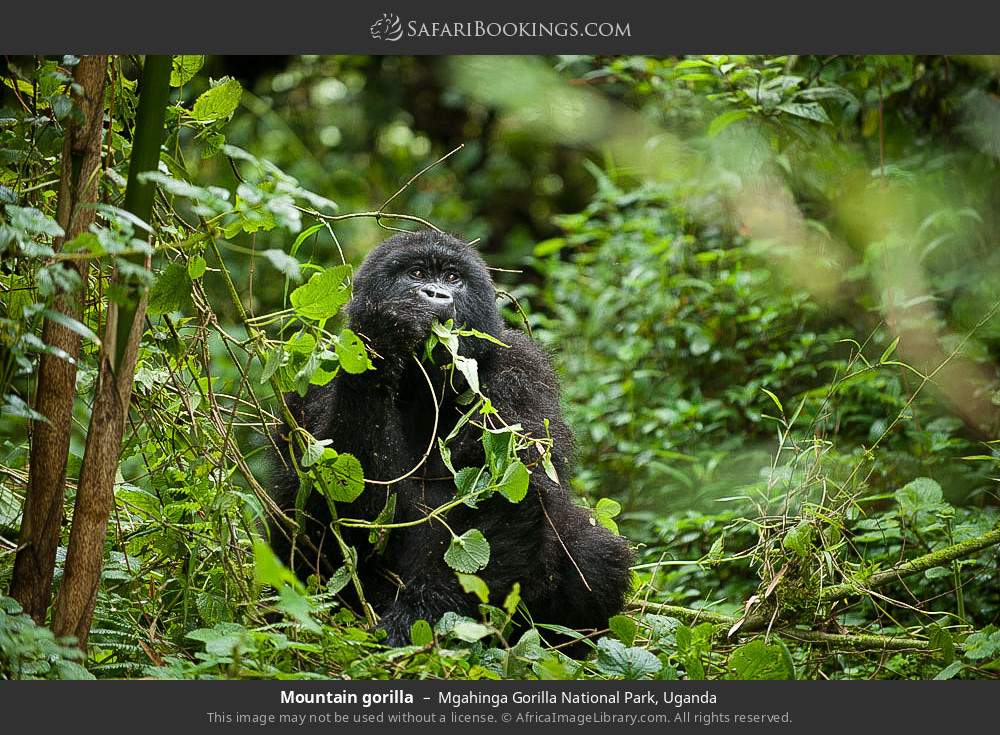 Mountain gorilla in Mgahinga Gorilla National Park, Uganda