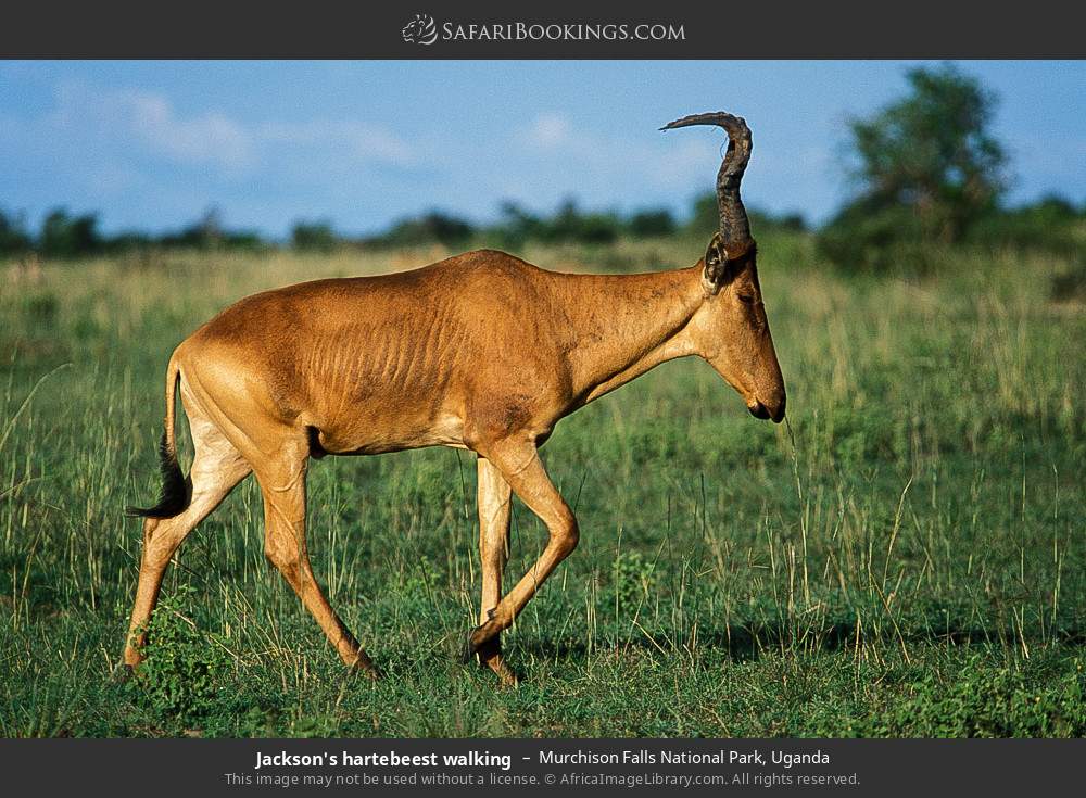 Jackson's hartebeest in Murchison Falls National Park, Uganda
