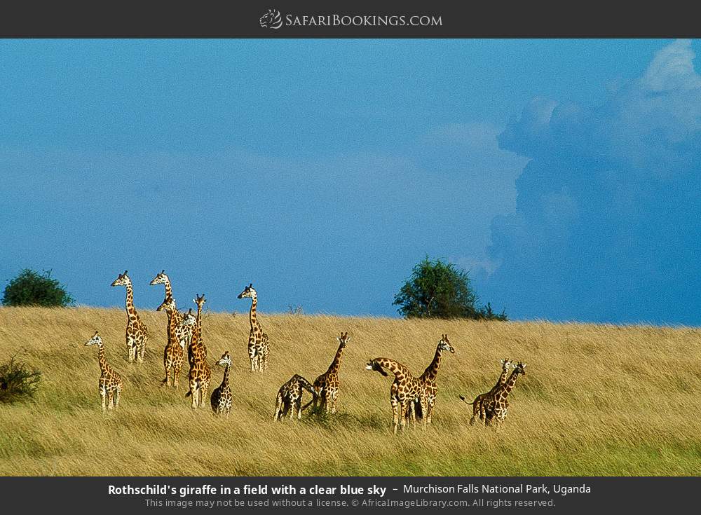 Rothschild's giraffes in Murchison Falls National Park, Uganda
