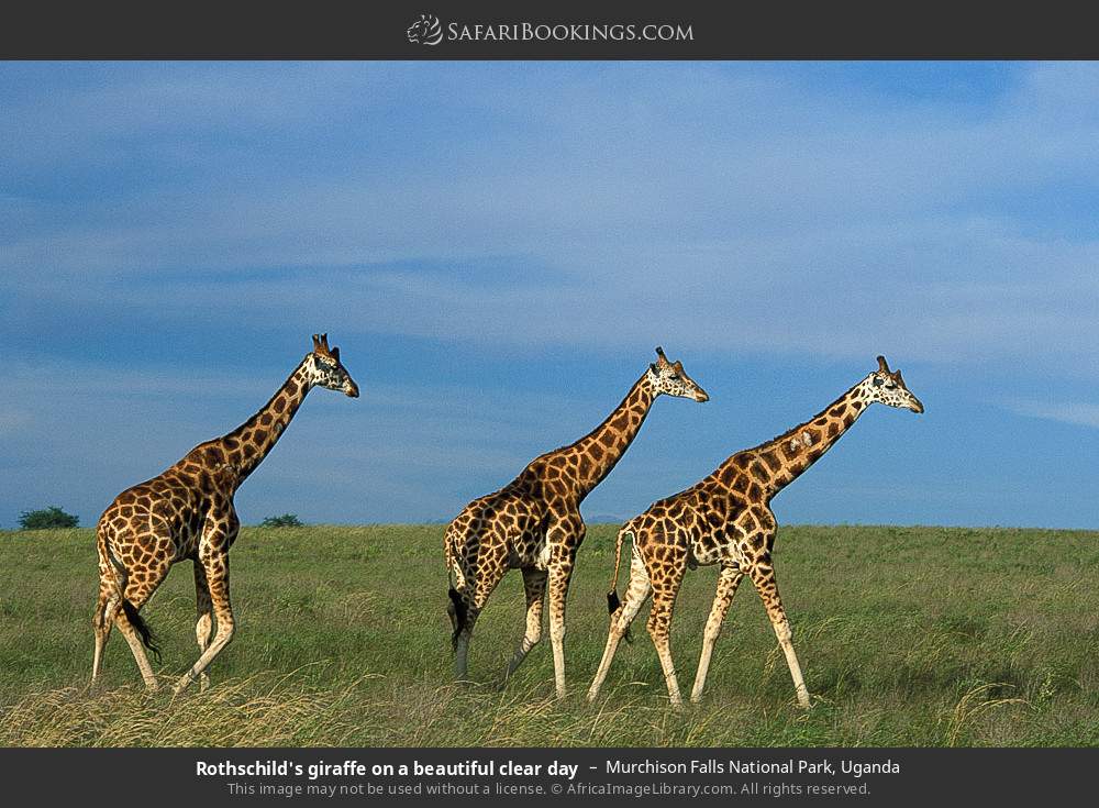 Rothschild's giraffes in Murchison Falls National Park, Uganda