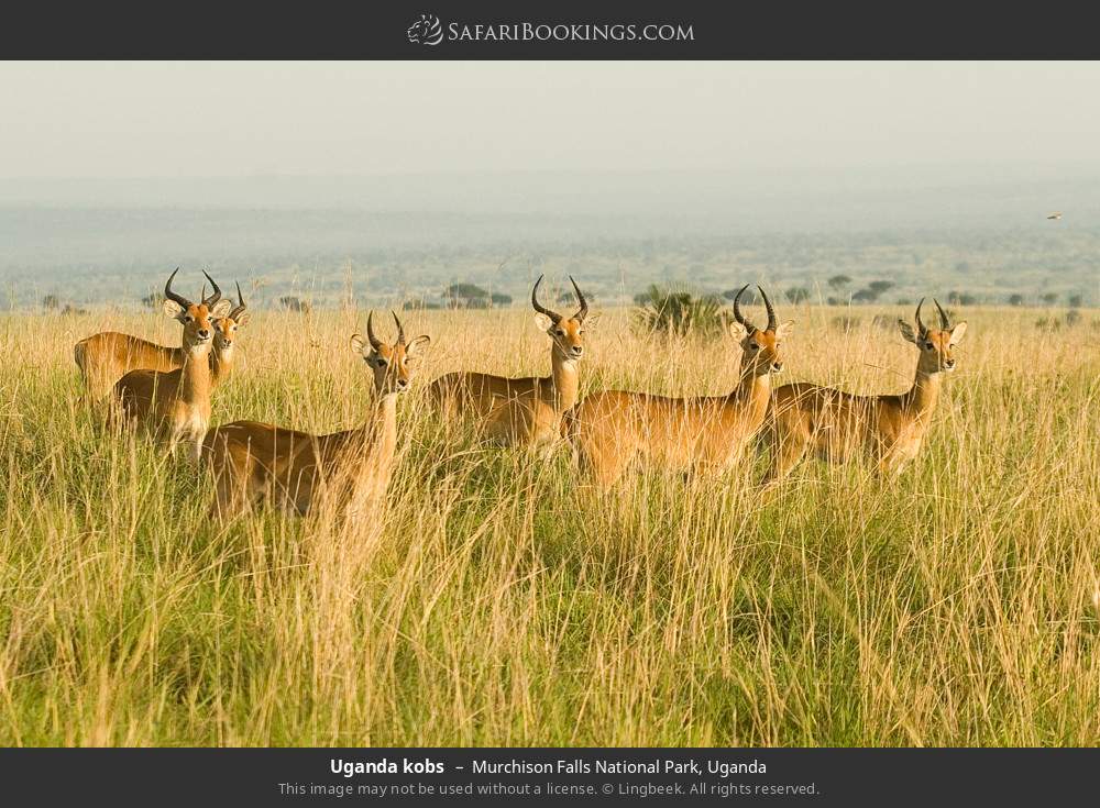 Uganda kob in Murchison Falls National Park, Uganda