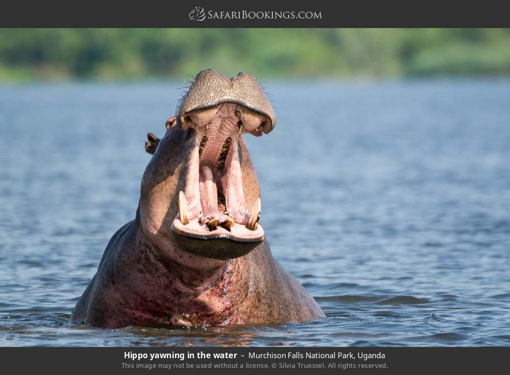 Hippo yawning in the water in Murchison Falls National Park, Uganda