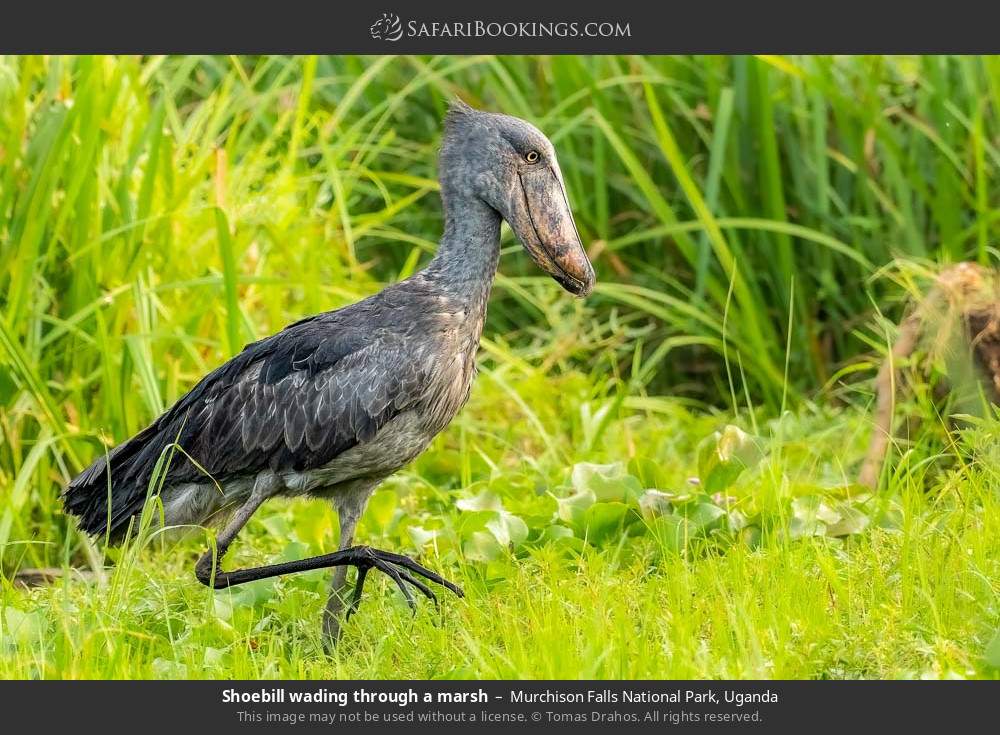 Shoebill wading through a marsh in Murchison Falls National Park, Uganda