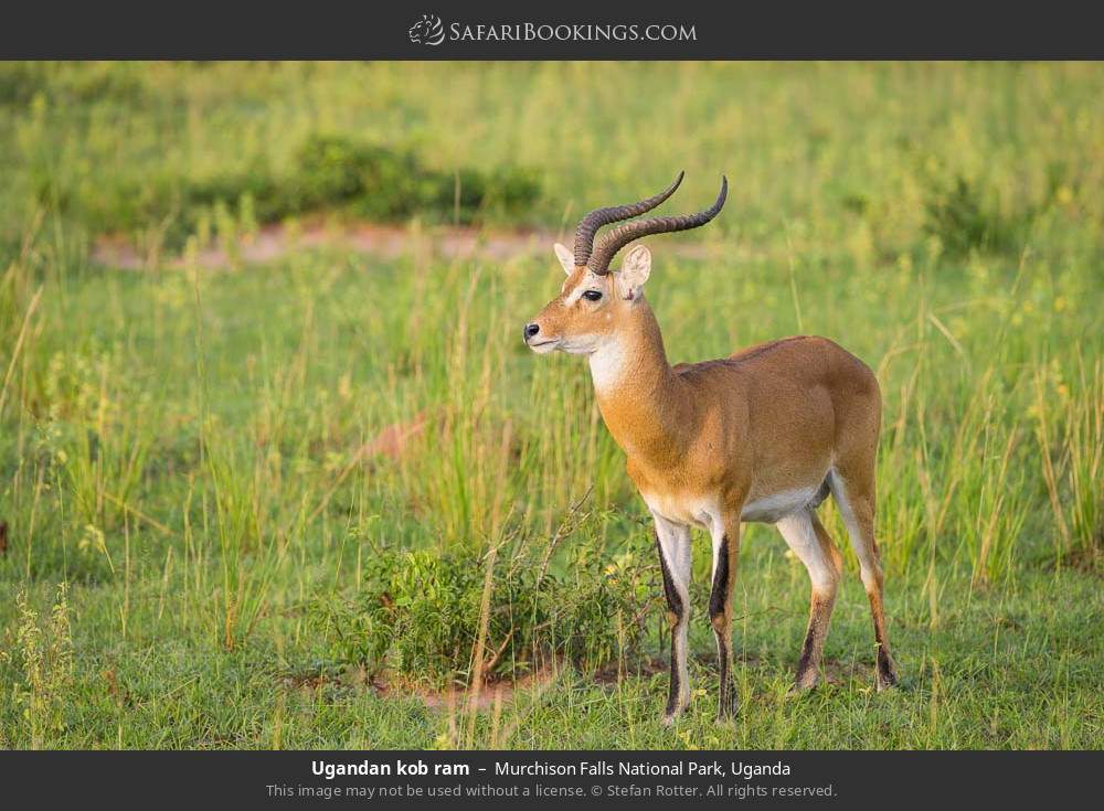 Uganda kob ram in Murchison Falls National Park, Uganda