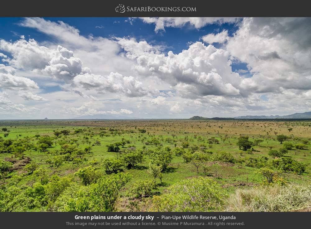 Green plains in Pian Upe WR in Pian Upe Wildlife Reserve, Uganda
