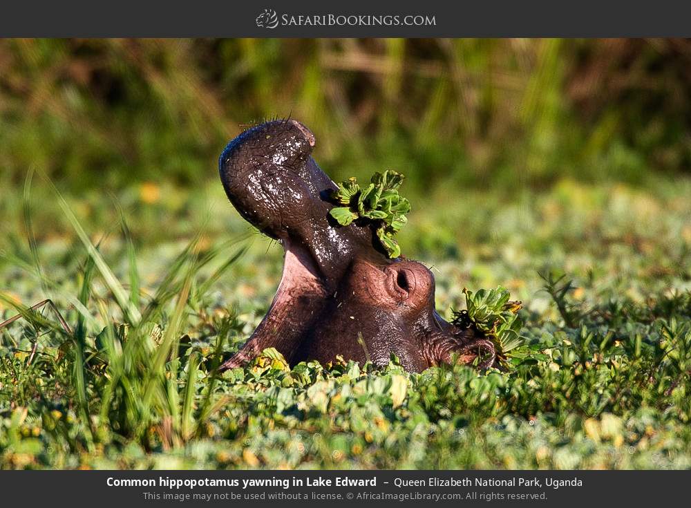 Hippopotamus yawning in Lake Edward in Queen Elizabeth National Park, Uganda