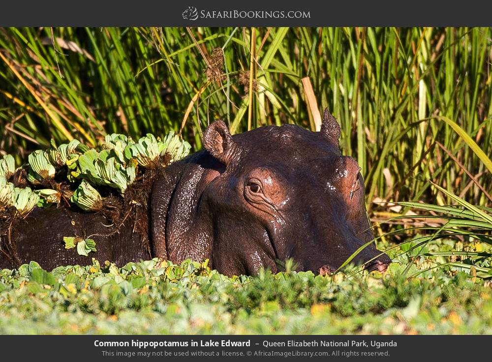 Hippopotamus in Lake Edward in Queen Elizabeth National Park, Uganda