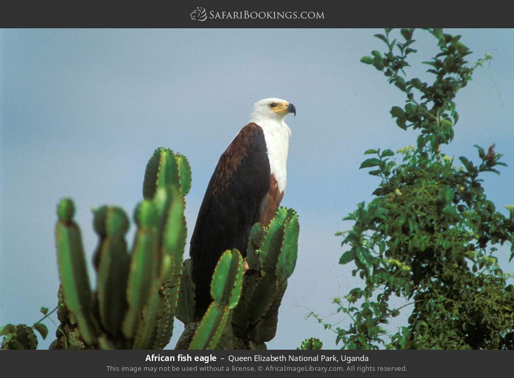 African fish eagle in Queen Elizabeth National Park, Uganda