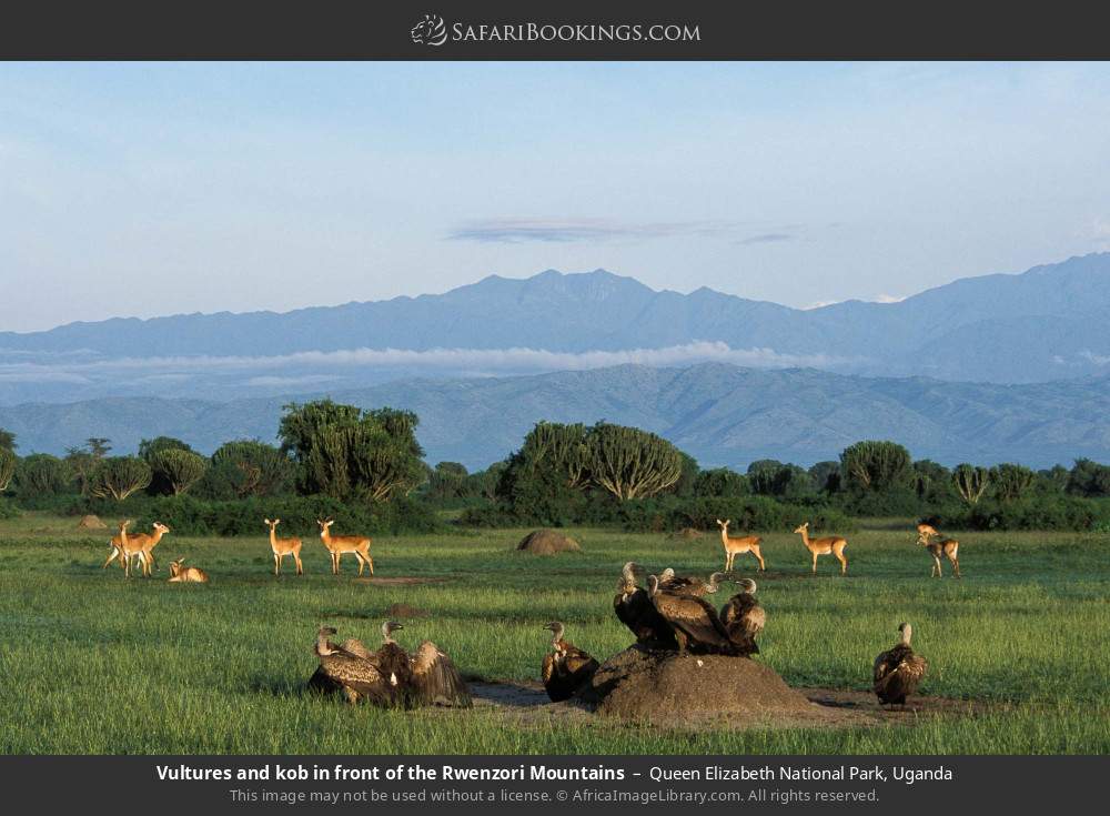 Vultures and kob in front of the Rwenzori Mountains in Queen Elizabeth National Park, Uganda