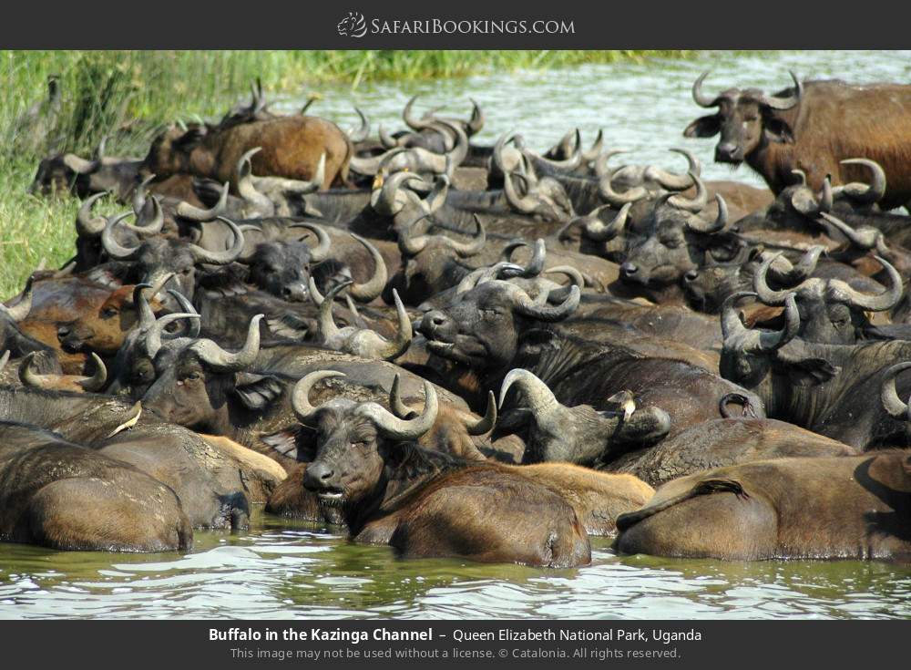 Buffalo in the Kazinga Channel in Queen Elizabeth National Park, Uganda