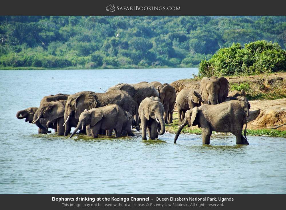 Elephants drinking at the Kazinga Channel in Queen Elizabeth National Park, Uganda