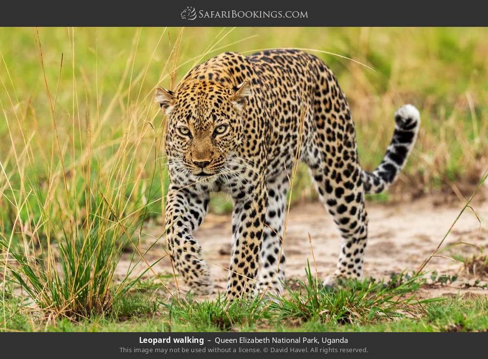 Leopard in Queen Elizabeth National Park, Uganda