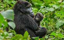Mountain gorilla with baby in the forest
