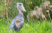 Mabamba Swamp