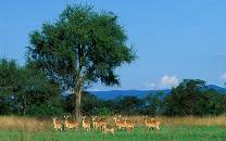 Toro National Park