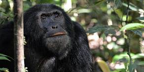 Open Photos