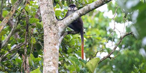 Chimpanzee Tracking in Kibale Forest