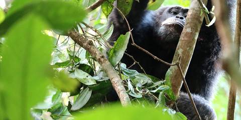 13-Day Gorilla and Chimps Trekking Tour