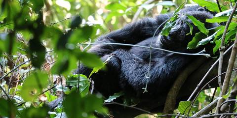 1-Day Chimpanzee Island -Ngamba Sanctuary Trip