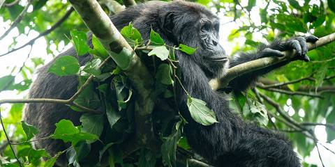 Ngamba Chimpanzee Tracking and Entebbe