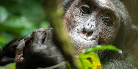 3-Day Chimpanzee Tracking in Kibale Forest National Park