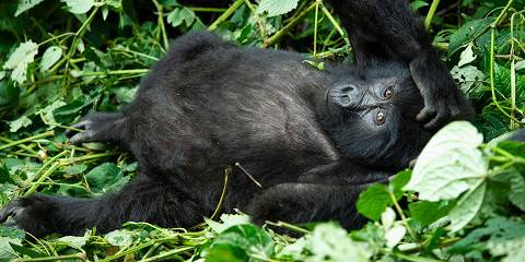 16-Day All Pearls of Uganda Safari