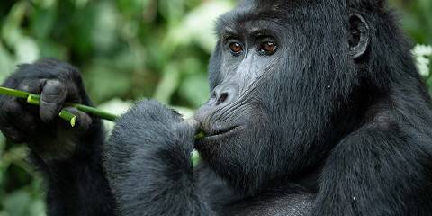 Rwanda & Uganda Gorilla Trekking Tour