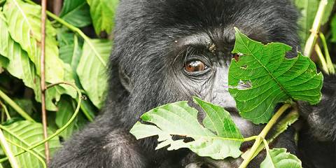 7-Day Uganda Wildlife and Primate Safari